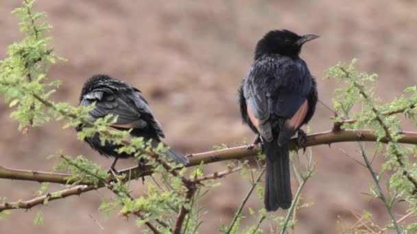 Пара Трістрамом Grackles Сидять Гілці — стокове відео