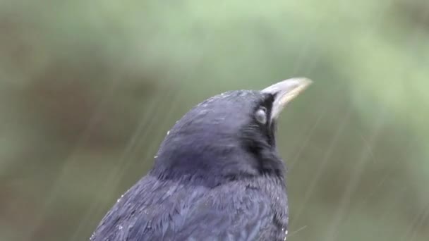 Negro Grackle Tristram Pie Sobre Roca Bajo Lluvia — Vídeo de stock