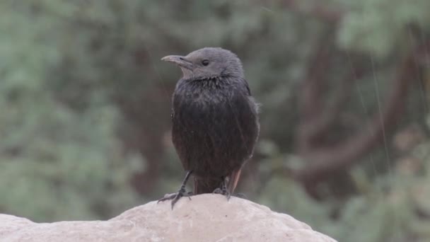 Μαύρο Tristram Grackle Στέκεται Στο Βράχο Κάτω Από Βροχή — Αρχείο Βίντεο