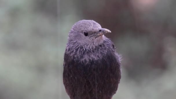 Black Tristram Grackle Berdiri Atas Batu Bawah Hujan — Stok Video