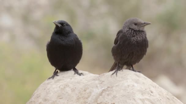 Две Маленькие Черные Птички Сидят Камне — стоковое видео