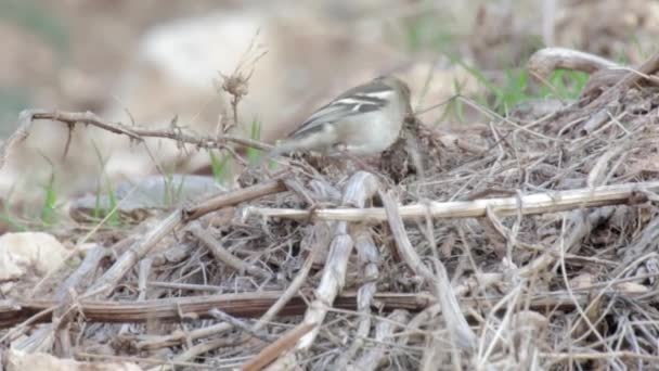 Chaffinch Bird Standing Dry Tree Branches — Stock Video