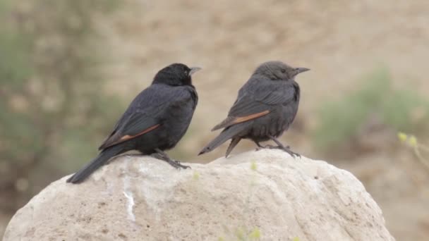 Deux Minuscules Oiseaux Noirs Assis Sur Rocher — Video