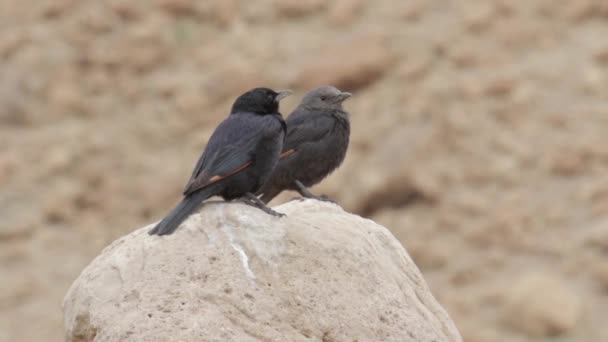 Twee Kleine Zwarte Vogels Zitten Rots — Stockvideo