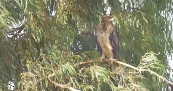 Aigle Assis Sur Branche Saule Par Temps Venteux — Video