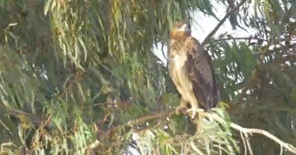 Adler Sitzt Bei Windigem Wetter Auf Weidenast — Stockvideo