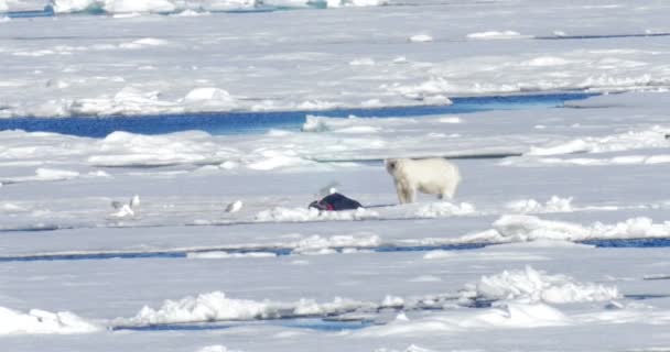 Orso Bianco Seduto Vicino Alla Preda Sul Ghiacciaio Galleggiante — Video Stock