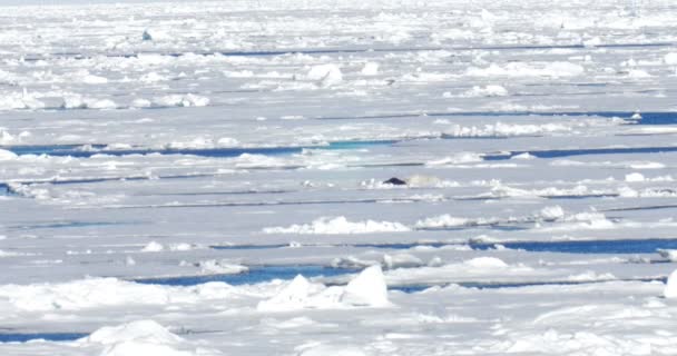 白熊躺在漂浮的冰川上的猎物附近 — 图库视频影像