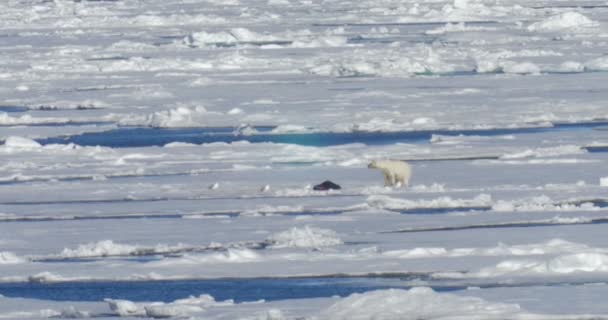 Oso Blanco Sentado Cerca Presa Glaciar Flotante — Vídeos de Stock