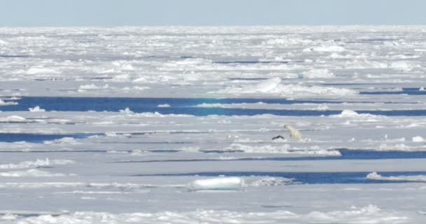 Белый Медведь Сидит Рядом Добычей Плавающем Леднике — стоковое видео