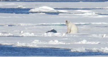 Beyaz ayı yakın oturan yüzen buzulda av