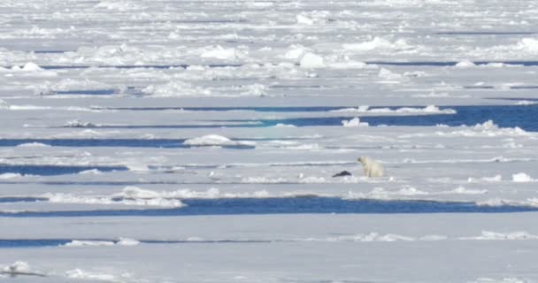 Weißer Bär Sitzt Nahe Beute Auf Schwimmendem Gletscher — Stockvideo