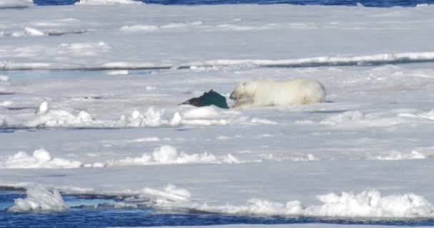 白熊躺在漂浮的冰川上的猎物附近 — 图库视频影像