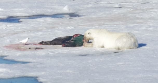 White Bear Liggen Buurt Van Prooi Zwevende Gletsjer — Stockvideo