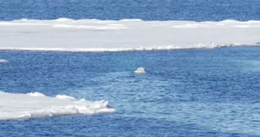 Beyaz ayı soğuk okyanus yakın yüzen buzul Yüzme