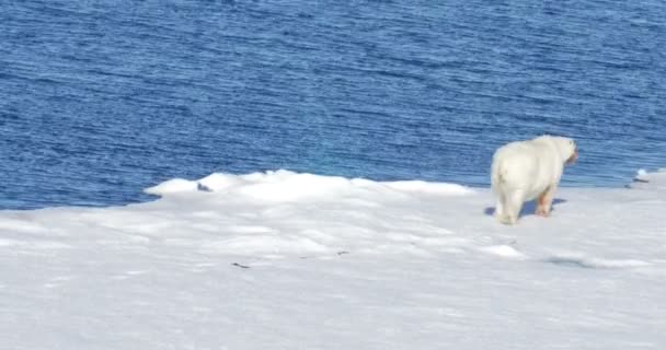 Oso Blanco Caminando Sobre Glaciar Flotante — Vídeo de stock