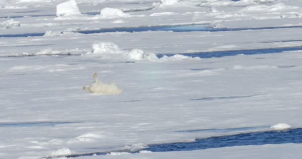 White bear somersaulting úszó gleccser