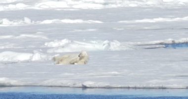 Beyaz ayı kayan buzulun üzerinde somersaulting
