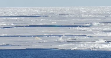 Beyaz ayı kayan buzulun üzerinde yürüme