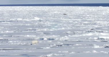 Beyaz ayı kayan buzulun üzerinde yürüme