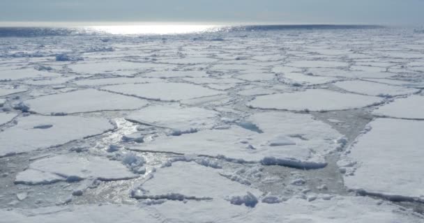 Γραφική Θέα Του Παγετώνα Λιωμένο Που Επιπλέει Στο Κρύο Ωκεανό — Αρχείο Βίντεο