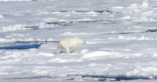 Weißer Bär Auf Schwimmendem Gletscher — Stockvideo