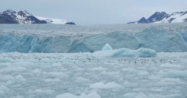Kuzey Kutbu buz üzerinde yüzen iyi çekim martı akın
