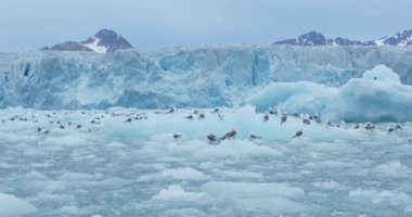 Kuzey Kutbu buz üzerinde yüzen iyi çekim martı akın