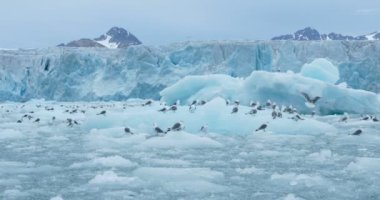 Kuzey Kutbu buz üzerinde yüzen iyi çekim martı akın