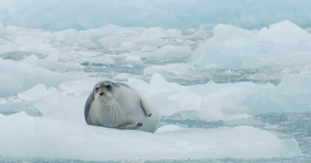 Blick Auf Eine Bartrobbe Die Auf Einem Schwimmenden Eisberg Liegt — Stockvideo