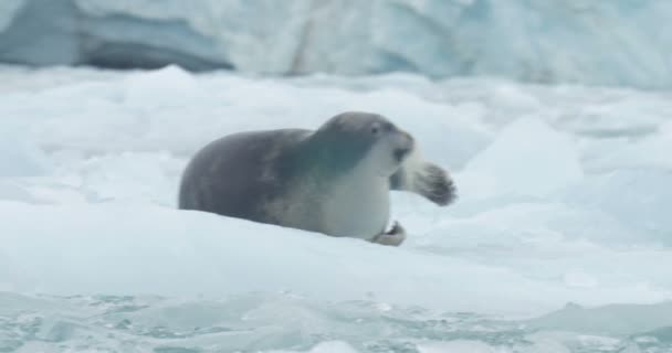 Sakallı Doğal Görünümünü Mühür Buzdağı Yüzen Üzerinde Yalan — Stok video