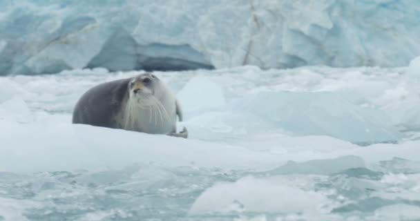 Vista Panorâmica Selo Barbudo Deitado Iceberg Flutuante — Vídeo de Stock