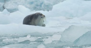  Sakallı doğal görünümünü mühür buzdağı yüzen üzerinde yalan