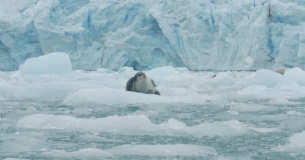 Vista Panorâmica Selo Barbudo Deitado Iceberg Flutuante — Vídeo de Stock