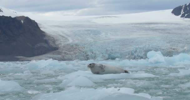 Vista Panoramica Della Guarnizione Barbuto Sdraiato Iceberg Galleggiante — Video Stock