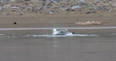 Güzel çekim martı Spitsbergen Norveç, suda