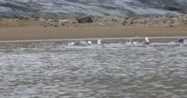 Güzel atış Spitsbergen Norveç su yıkanan martı