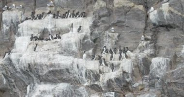Kayanın üzerinde oturan brunnich guillemot sürü doğal görünümü