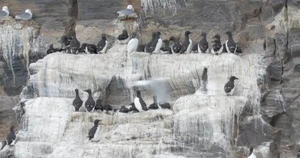 Vista Panorámica Del Rebaño Guillemot Brunnich Sentado Roca — Vídeos de Stock