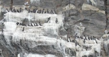 Kayanın üzerinde oturan brunnich guillemot sürü doğal görünümü