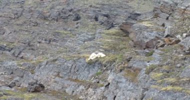 Kutup ayısı Spitsbergen, Norveç'te kayada uyku