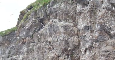 Brunnich guillemot sürü uçan doğal görünümü 