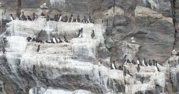 Vue Panoramique Troupeau Guillemots Brunnich Assis Sur Rocher — Video