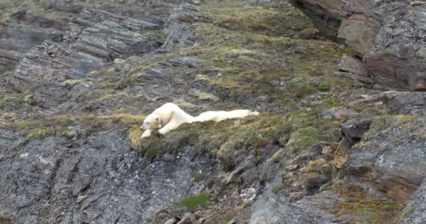Ijsbeer Slapen Rots Spitsbergen Noorwegen — Stockvideo