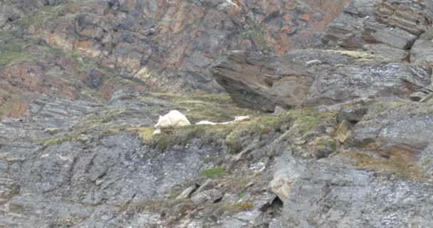 シロクマは スピッツ ベルゲン ノルウェーの岩の上に寝ています — ストック動画
