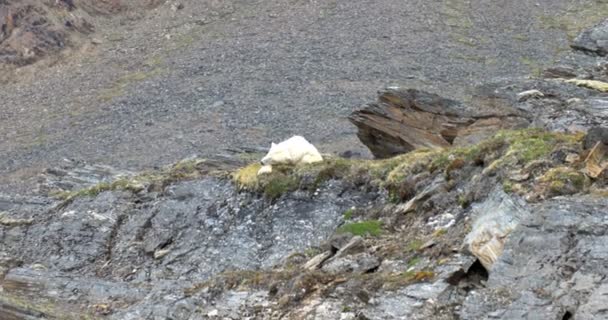 北极熊睡在岩石在斯匹次卑尔根岛 — 图库视频影像