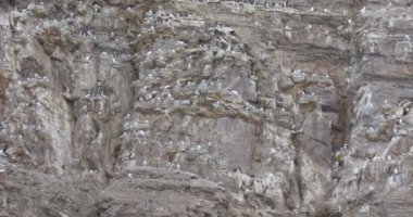 4 k çözünürlüklü Spitsbergen Norveç'te bir uçurumun üstünde martılar