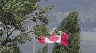 Kel kartal ile Kanada bayrağı arka plan ağaç dalı üzerinde oturan