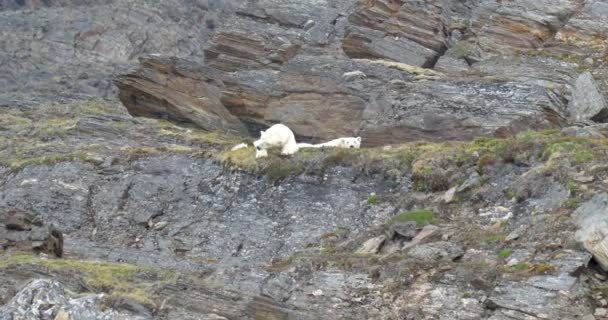 Urso Polar Dormindo Rocha Spitsbergen Noruega — Vídeo de Stock