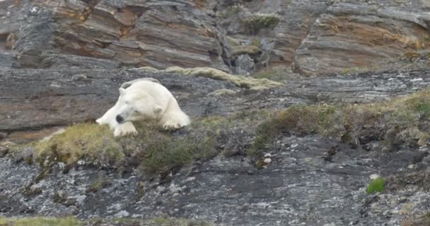 シロクマは スピッツ ベルゲン ノルウェーの岩の上に寝ています — ストック動画